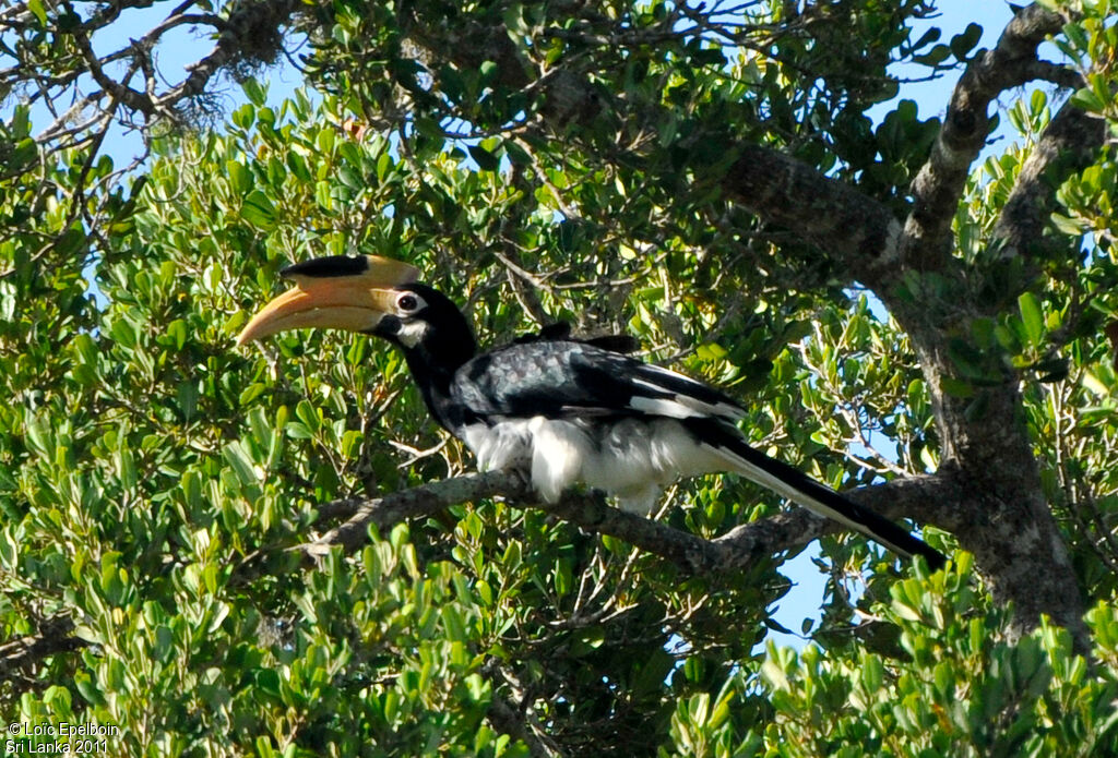 Malabar Pied Hornbill