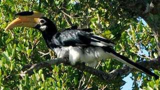 Malabar Pied Hornbill