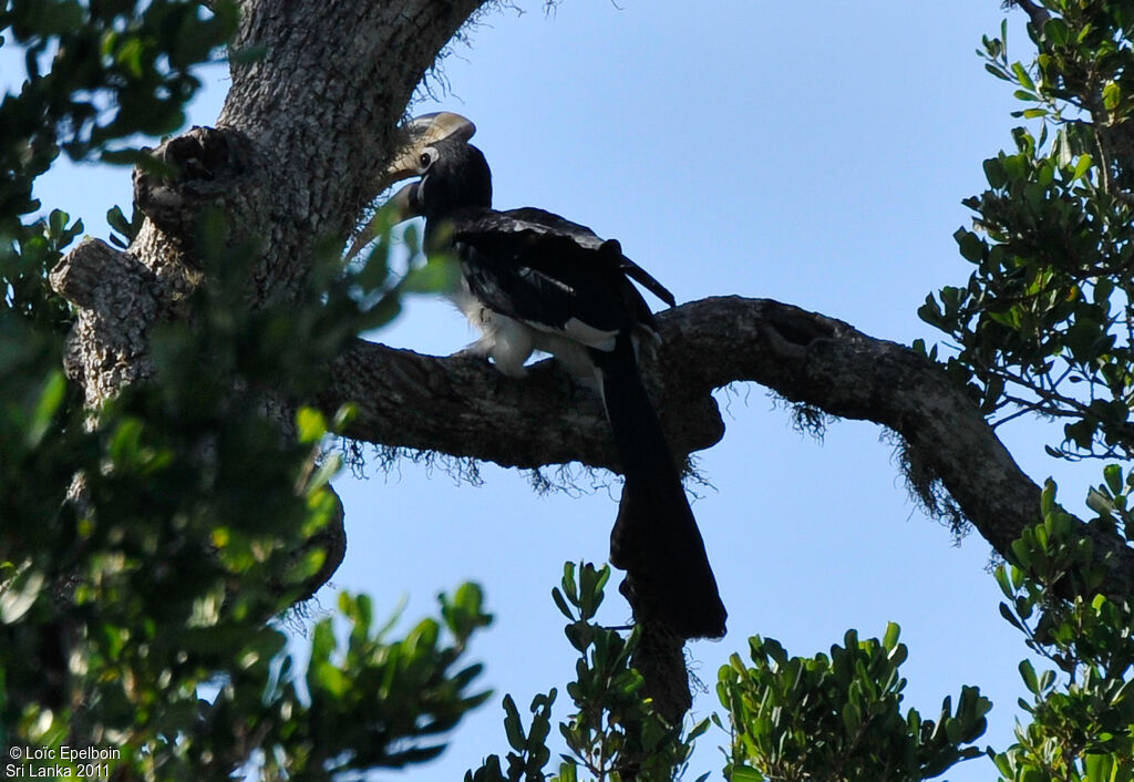 Malabar Pied Hornbill