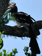 Malabar Pied Hornbill