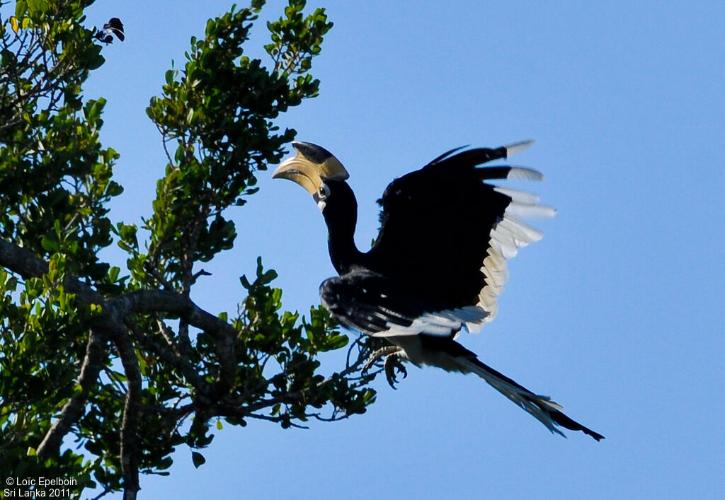 Malabar Pied Hornbill