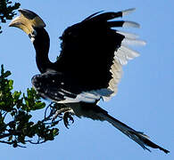 Malabar Pied Hornbill