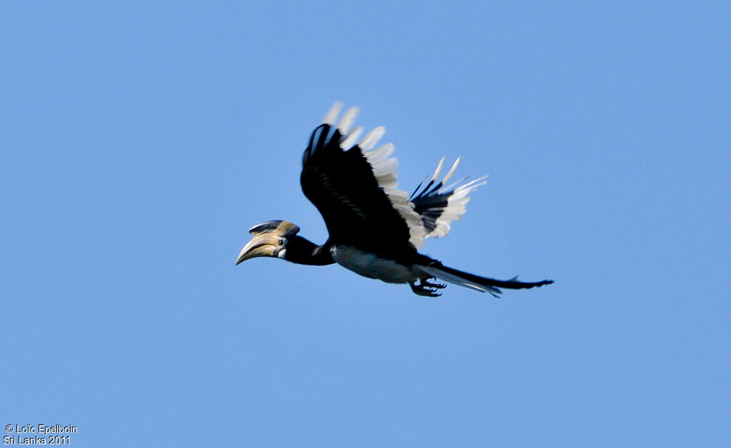 Malabar Pied Hornbill