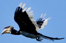 Malabar Pied Hornbill