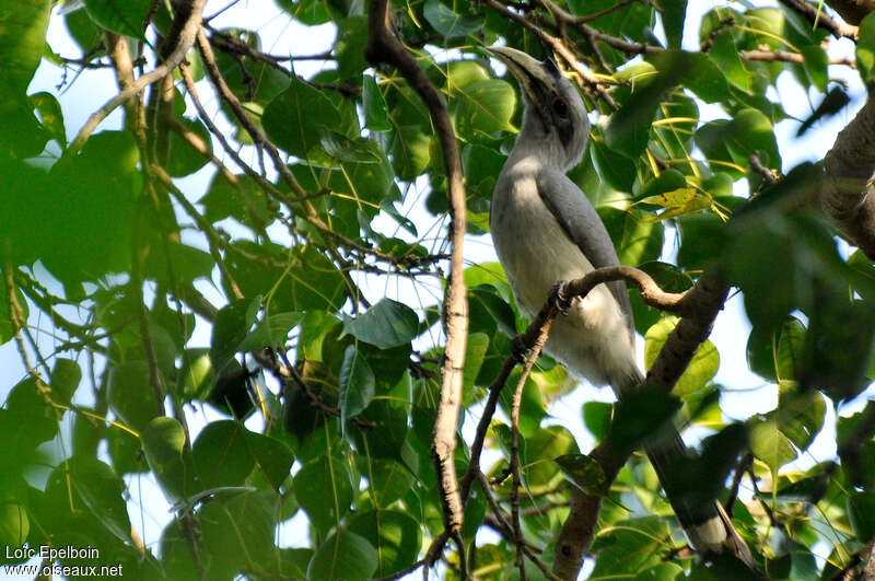 Calao gris femelle adulte, habitat