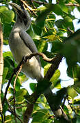 Malabar Grey Hornbill