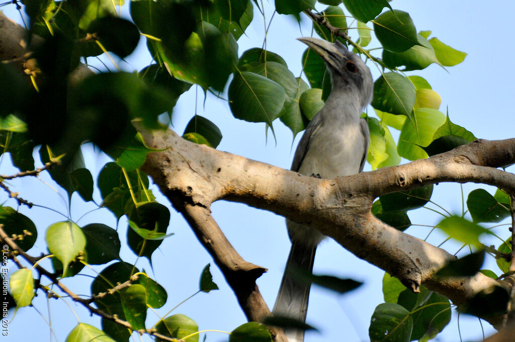 Malabar Grey Hornbill