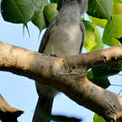 Calao gris