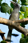 Malabar Grey Hornbill