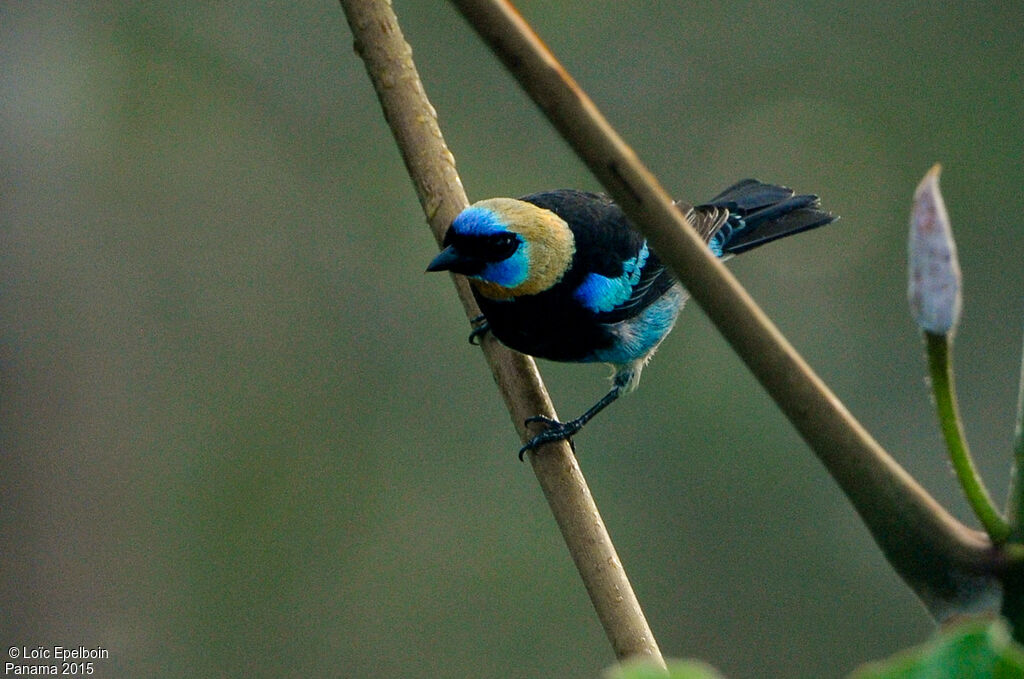 Golden-hooded Tanager