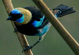 Golden-hooded Tanager