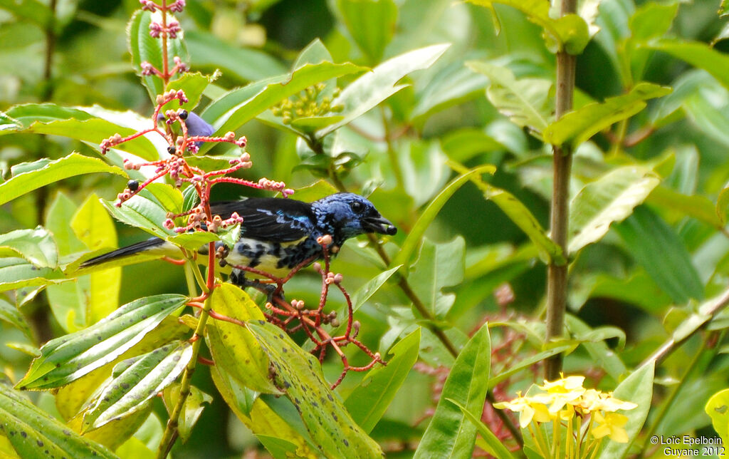 Turquoise Tanager