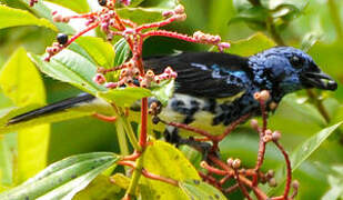 Turquoise Tanager