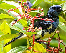 Turquoise Tanager