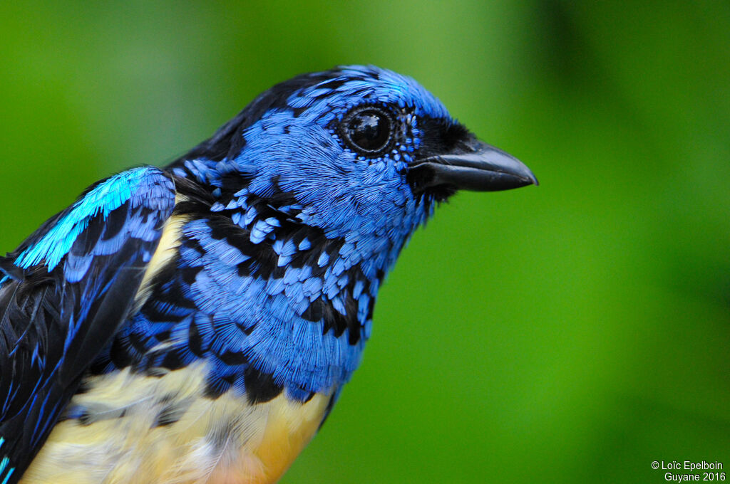 Turquoise Tanager