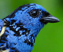 Turquoise Tanager