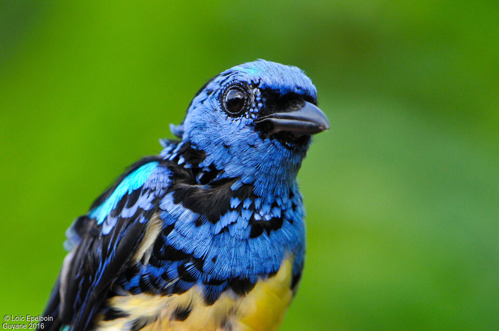 Turquoise Tanager