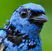 Turquoise Tanager