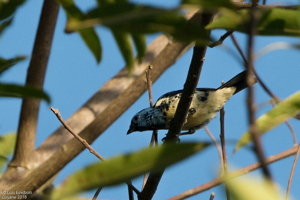 Turquoise Tanager