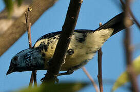 Turquoise Tanager