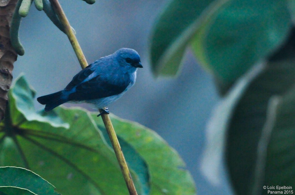 Plain-colored Tanager