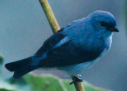 Plain-colored Tanager