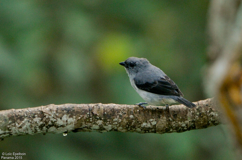 Plain-colored Tanager