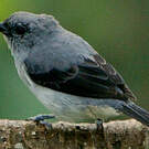 Calliste gris