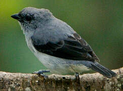 Plain-colored Tanager