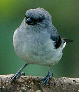 Plain-colored Tanager