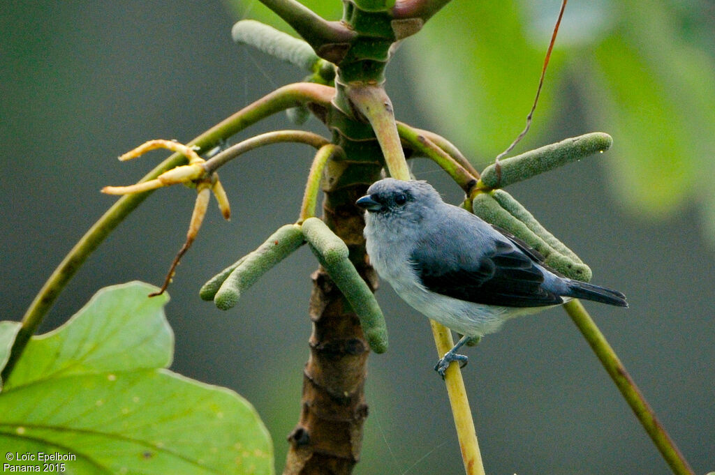 Plain-colored Tanager