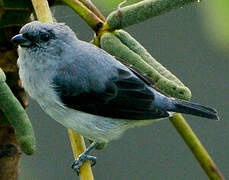 Plain-colored Tanager