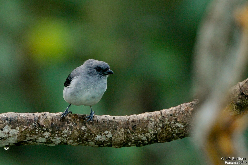 Plain-colored Tanager