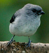 Plain-colored Tanager