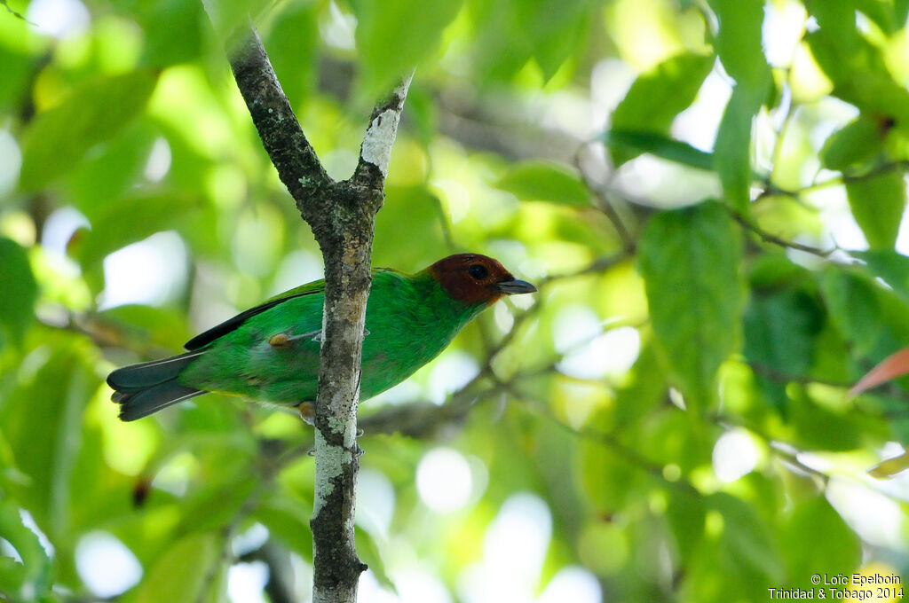 Bay-headed Tanager