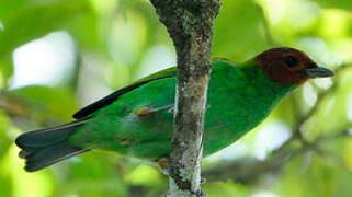 Bay-headed Tanager