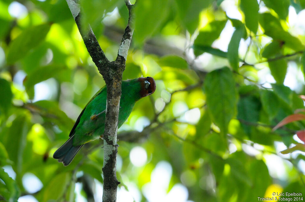 Bay-headed Tanager