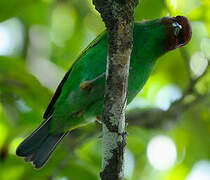 Bay-headed Tanager