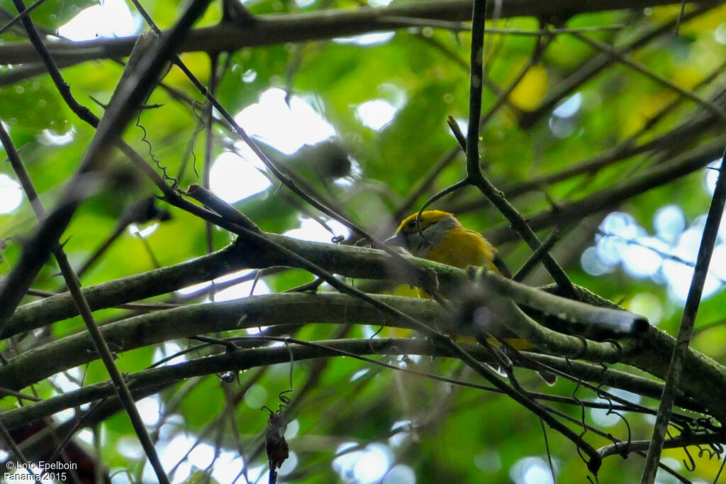 Silver-throated Tanager