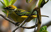 Calliste safran