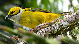 Silver-throated Tanager