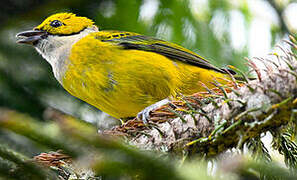 Silver-throated Tanager