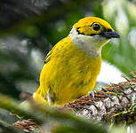Calliste safran