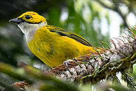 Silver-throated Tanager