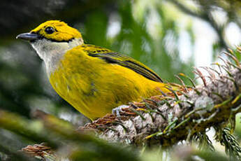 Calliste safran