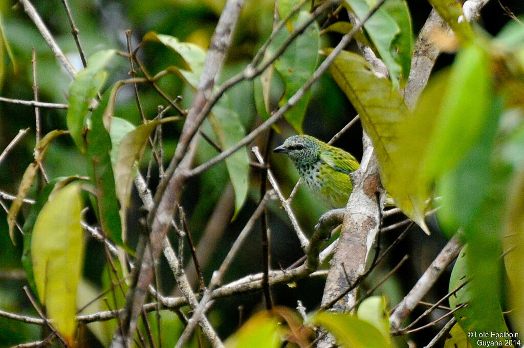 Spotted Tanager