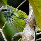 Calliste syacou