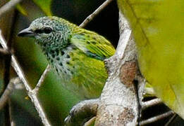 Spotted Tanager