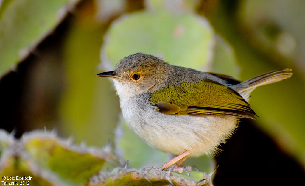 Grey-backed Camaroptera