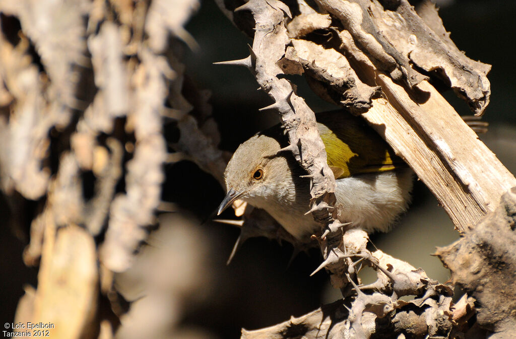 Grey-backed Camaroptera